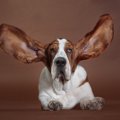 耳が長い犬種４選！…