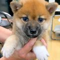 忙しい夫婦が『赤ち…