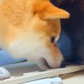 『冷蔵庫の下に入っ…