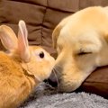 眠そうにしている犬…