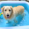 飼い主さん出産で「…