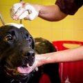 犬の世話に疲れた時…