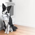 犬の『食器』がヌル…