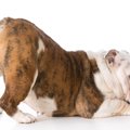 犬が『お尻を触って…