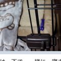 『絶対に犬は飼わな…