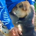 『放っておけば処分…