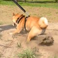 犬の『ここ掘れワン…