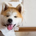 今年一年の振り返り…