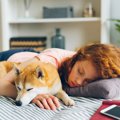 犬を飼わないと絶対…