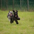 犬の喧嘩には意味が…
