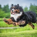 犬が急に走り出す『4…