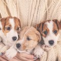 犬好きが経験しがち…