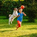 犬の『知能』は人間…