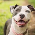 犬の攻撃的な行動と…
