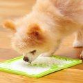 愛犬におやつをゆっ…