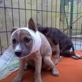 野生動物に襲われ瀕…
