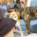 犬がカーペットにイ…