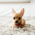 犬が『拾い食い』し…