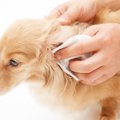 犬の耳が臭い！汚く…