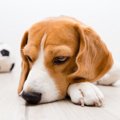 犬が飼い主に無関心…