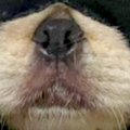 生後6ヶ月の子犬が『…