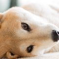 犬が『膀胱炎』にな…