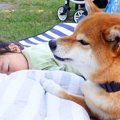 犬が3歳の女の子を守…