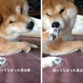 犬が自分の足を嗅い…