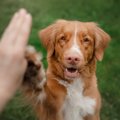 犬に芸を教えること…