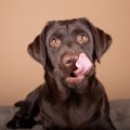 犬の年齢は見た目で…
