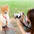 あなたの愛犬がモデ…