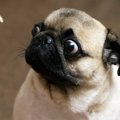犬の寿命が縮まって…