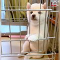 犬の赤ちゃんを『自…