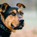 愛犬が飼い主を守ろ…