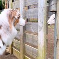 犬たちがはじめて『…