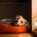 犬の変形性関節症が…