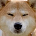 犬が頭痛を感じてい…