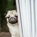 犬を不幸にしてしま…