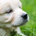 『愛犬の死に向き合…