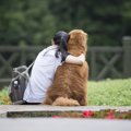 優しい♡犬が人を『慰…