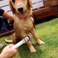 犬のシャンプーの正…