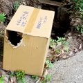 『ダンボールに閉じ…