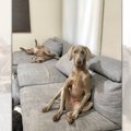 もはや人間！犬であ…