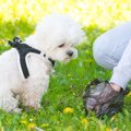 要注意？！犬のうん…