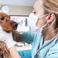 犬の口臭が気になる…