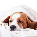 犬が『体の調子が悪…