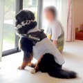 お盆中、超大型犬が…