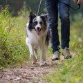 犬の『欲求不満』を…