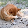 犬が『前足で顔を隠…