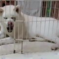 秋田犬ゆうき、ママ…